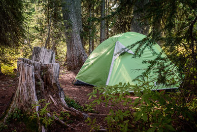 Tent in forest