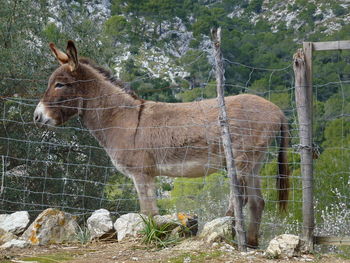 View of a horse on field