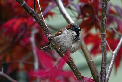 Close-up of bird perching on branch