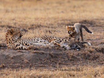 Cheetah cubs and mother