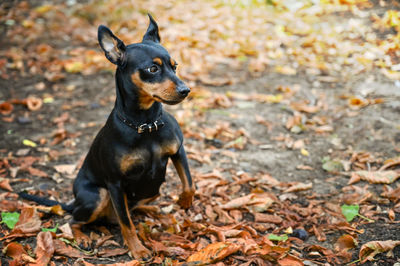 Portrait of a dog on field during autumn