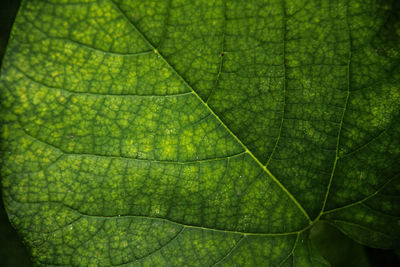 Macro shot of green leaf