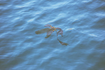 High angle view of fish swimming in water