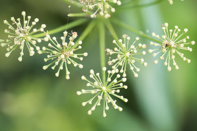 Close-up of white flowering plant