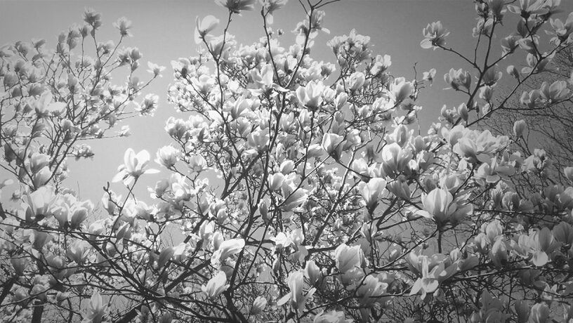 branch, tree, growth, nature, beauty in nature, low angle view, twig, leaf, tranquility, sky, season, flower, day, outdoors, freshness, no people, focus on foreground, fragility, close-up, plant