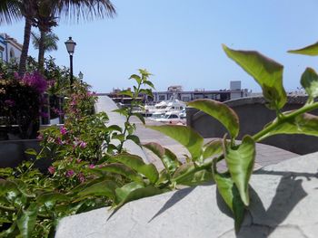 Plant growing on a tree