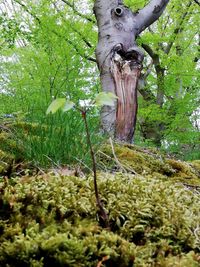 Trees growing in forest