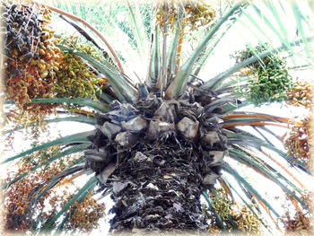 Low angle view of coconut palm trees