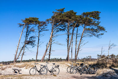 Bicycles and trees against clear blue sky