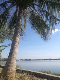 Palm tree by lake against sky