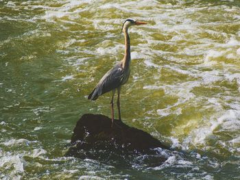 View of a bird perching on rock