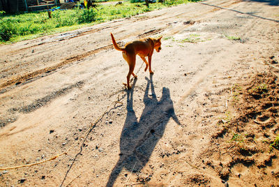 Dog walking on street