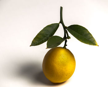 Close-up of fruit over white background