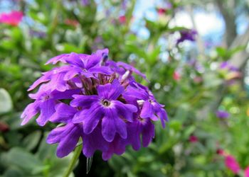 Close-up of purple flowers blooming outdoors