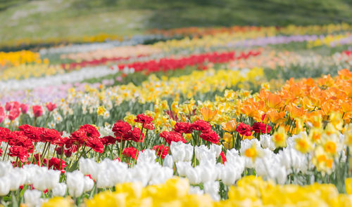 Close-up of yellow tulips on field