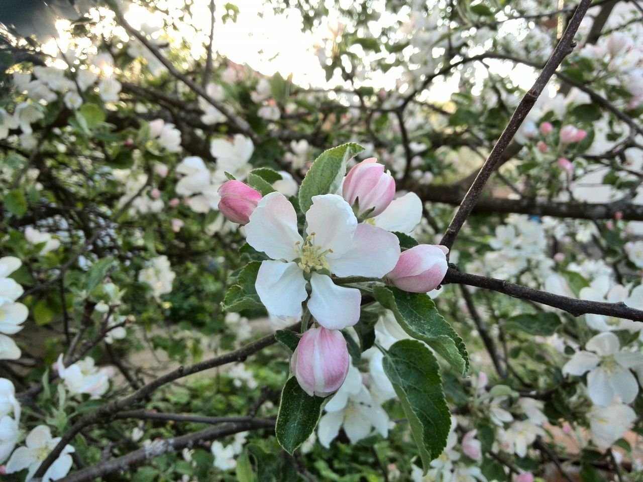 flower, freshness, fragility, growth, branch, beauty in nature, tree, petal, blossom, nature, cherry blossom, pink color, blooming, focus on foreground, in bloom, flower head, close-up, cherry tree, low angle view, springtime