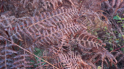 Full frame shot of a tree