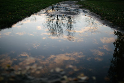 Reflection of trees on water in lake