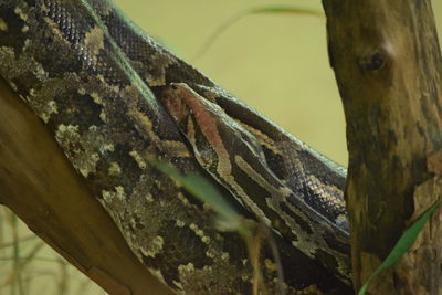 Close-up of a lizard on tree trunk
