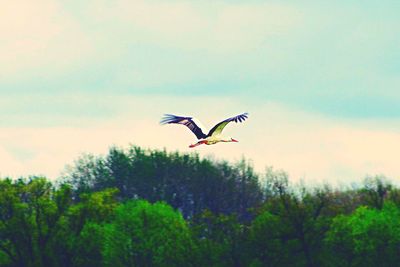 Low angle view of bird flying against sky