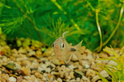 Close-up of fish swimming in sea