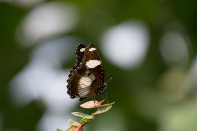 Butterfly on plant - hipolimnas misippus unterseite