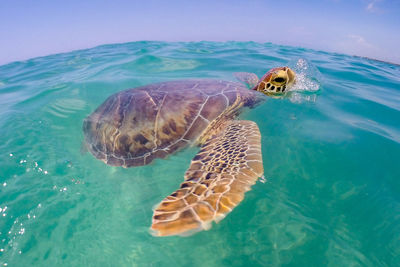 Turtle swimming on sea water