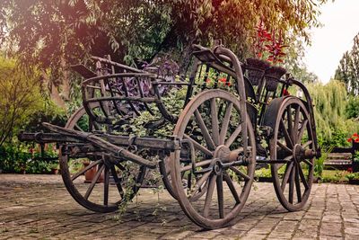 Bicycles parked by trees