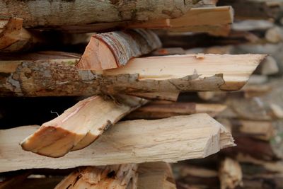 Close-up of log stack in forest