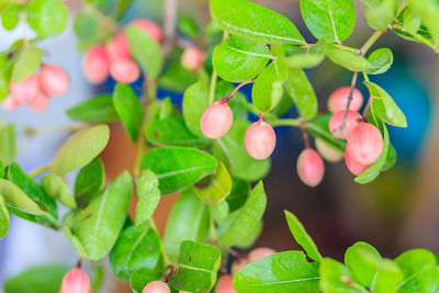 Close-up of berries growing on tree