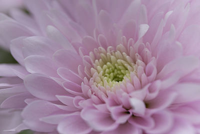 Close-up of pink dahlia