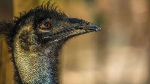 Close-up of a bird