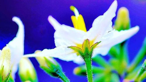 Close-up of white flowers blooming against blue sky