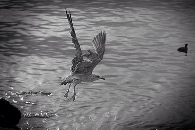 Bird flying over lake