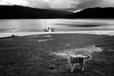 Dog standing on field against sky