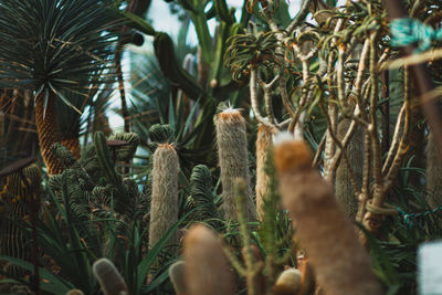 Close-up of cactus on field