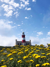 Yellow flowering plants by lighthouse against sky