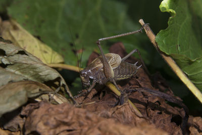 Close-up of insect on leaves