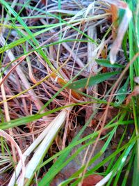 High angle view of dry plants on land