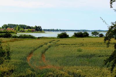 Scenic view of field against sky
