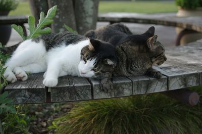 Cats resting