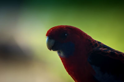 Close-up of bird perching on red outdoors