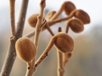 Close-up of plant