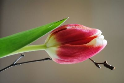 Close-up of pink flower