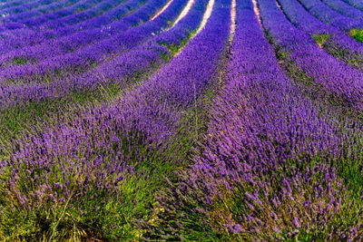 Purple flowering plants on field