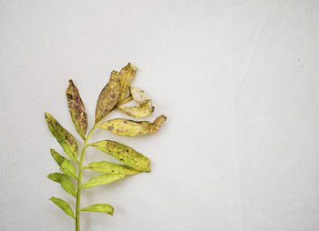 Beautiful yellow green gradient leaf isolated on white background, a dry greenish leaf kept on left