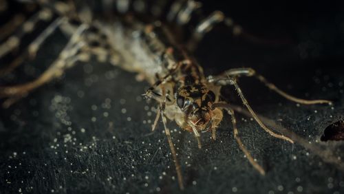 High angle view of spider on table