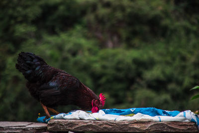 Close-up of chicken