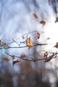 Close-up of wilted plant against blurred background