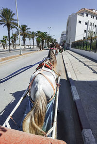 Horse pushing a cart on the road